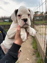 Ultimo Cucciolo di Boxer Bianco - Alta Genealogia