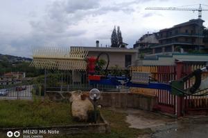 Pettine Raccolta Olive