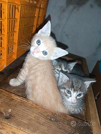 Cuccioli di gatto