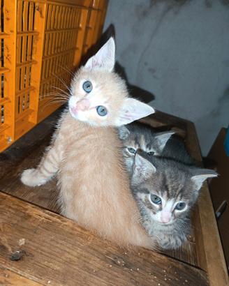Cuccioli di gatto