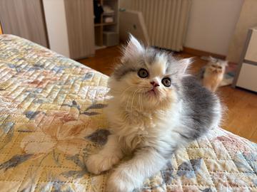 Meravigliosi Ultimi gattini persiani