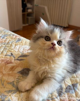 Meravigliosi Ultimi gattini persiani