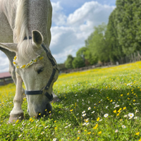 Cavalla da passeggiate e compagnia