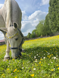 Cavalla da passeggiate e compagnia