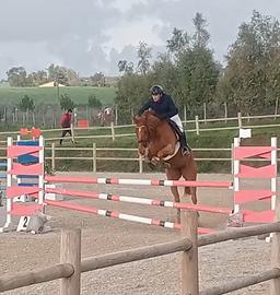 Cavalla Irlandese Salto Ostacoli 6 anni
