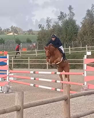 Cavalla Irlandese Salto Ostacoli 6 anni