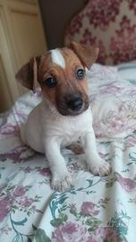Jack russell 
