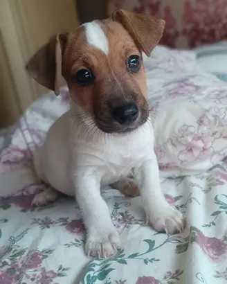 Jack russell 