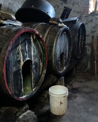 Botti in legno e pigiatrice con pompa  e tubi