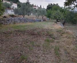 Terreno con Ulivi e Querce circa 8000Mq