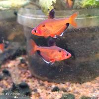 Pesce Tetra gioiello