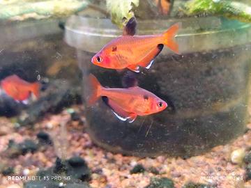 Pesce Tetra gioiello