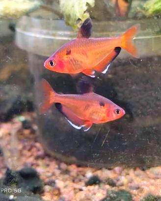 Pesce Tetra gioiello