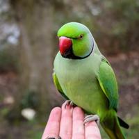 Parrocchetto dal collare maschio