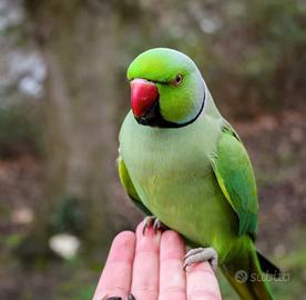 Parrocchetto dal collare maschio