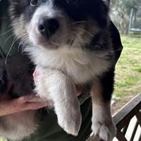 Cuccioli di pastore australiano