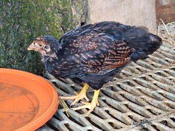 Barnevelder