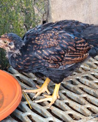 Barnevelder