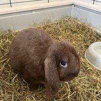 Cucciolo ariete X miniloop con gabbia