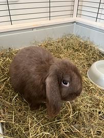 Cucciolo ariete X miniloop con gabbia