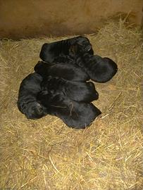 Cuccioli di pastore tedesco