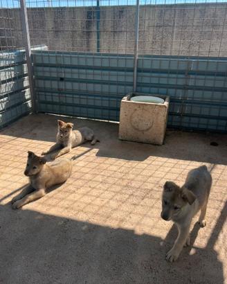 Cuccioli di cane lupo cecoslovacco