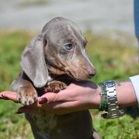 Bassotto tedesco isabella