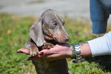 Bassotto tedesco isabella