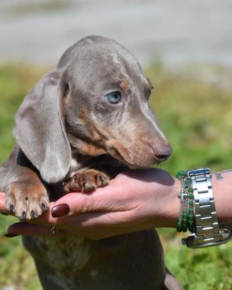 Bassotto tedesco isabella