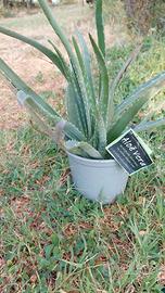 aloe vera