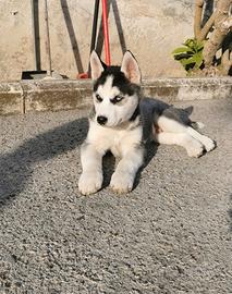 Cucciolo di Siberian Husky