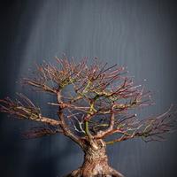 Acero palmato (Acer Palmatum Kiyohime)