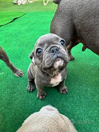Cuccioli di bulldog francese blu