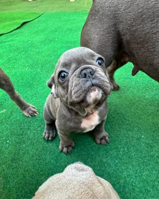 Cuccioli di bulldog francese blu