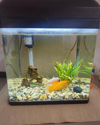 acquario Billy 16lt 