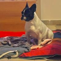 Femmina di bulldog francese