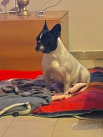 Femmina di bulldog francese