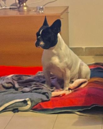 Femmina di bulldog francese