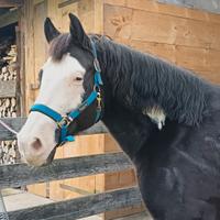 Paint nero e bianco occhi chiari