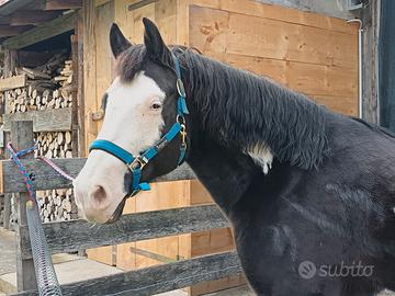 Paint nero e bianco occhi chiari