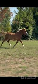 Pony