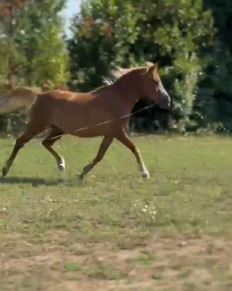 Pony