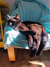 Gatto nero