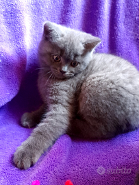 Cuccioli Scottish fold, Scottish straight