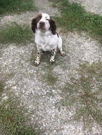 Springer spaniel maschio e femmina