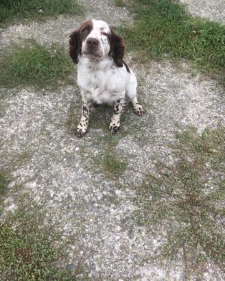 Springer spaniel maschio e femmina