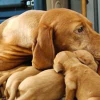 Cuccioli di bracco ungherese pronti da novembre