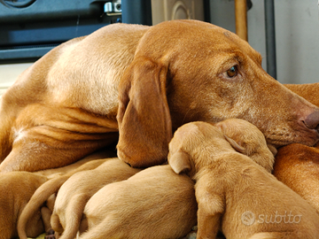 Cuccioli di bracco ungherese pronti da novembre
