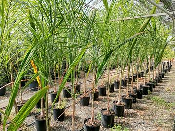cocos plumosa