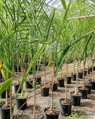 cocos plumosa
